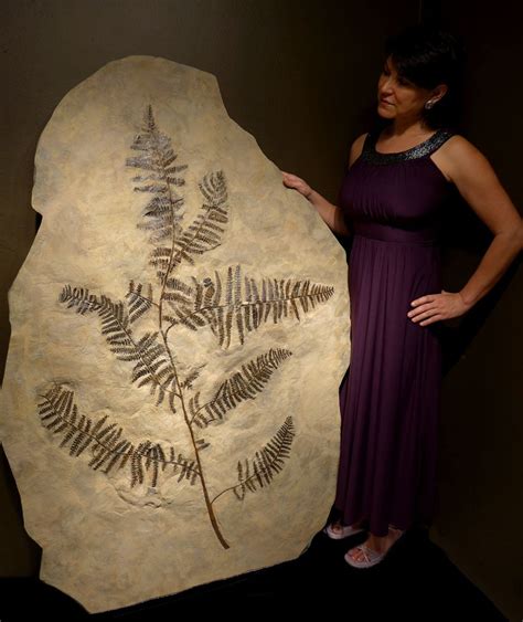 giant fern fossil for sale.